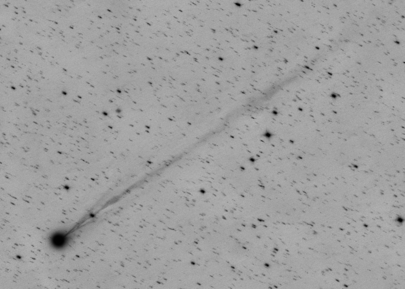 swan-20 x 40sb_4.jpg